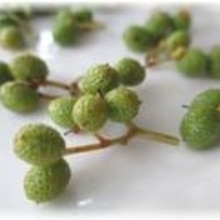 山椒の実の下処理と保存方法 レシピ 作り方 By はなまる子 楽天レシピ 山椒の実の下処理と保存方法 レシピ 作り方 By はなまる子 楽天レシピ